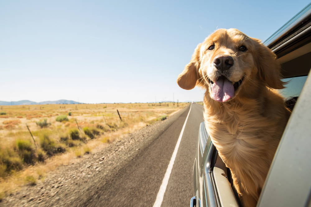 , Car Safety for Dogs: How to Keep Your Dog Cool for Your Next Road Trip