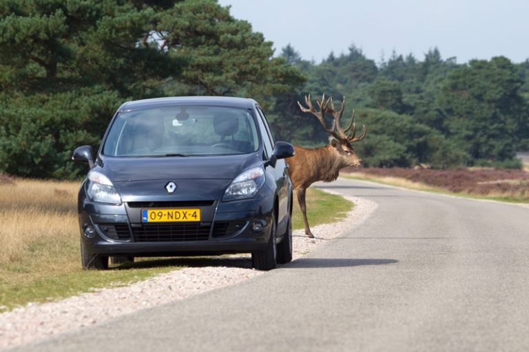 [Infographic] How To Prevent Or Deal With Deer-Vehicle Collisions: A ...