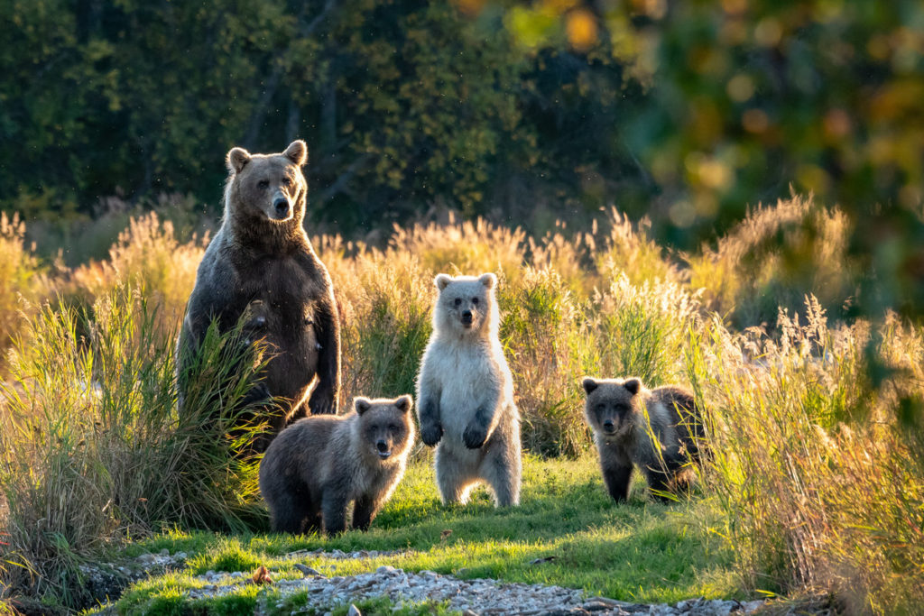 bears national park