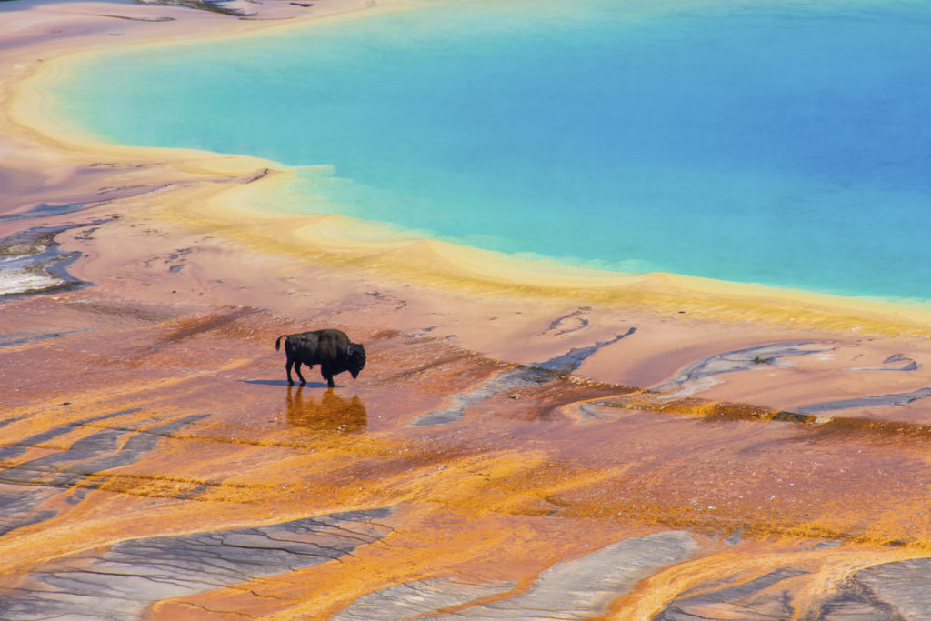 bison at yellowstone national park