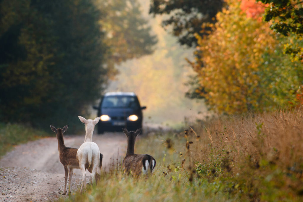 deer car