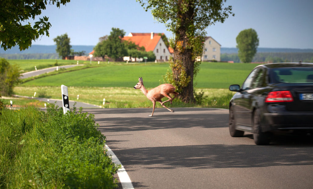 deer running on road in front of car