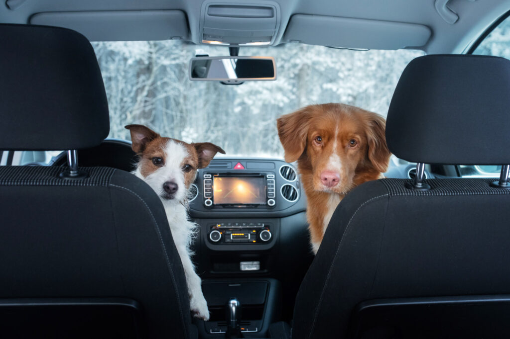 pets inside car during winter