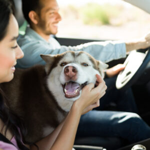 car accessories for pet friendly drive