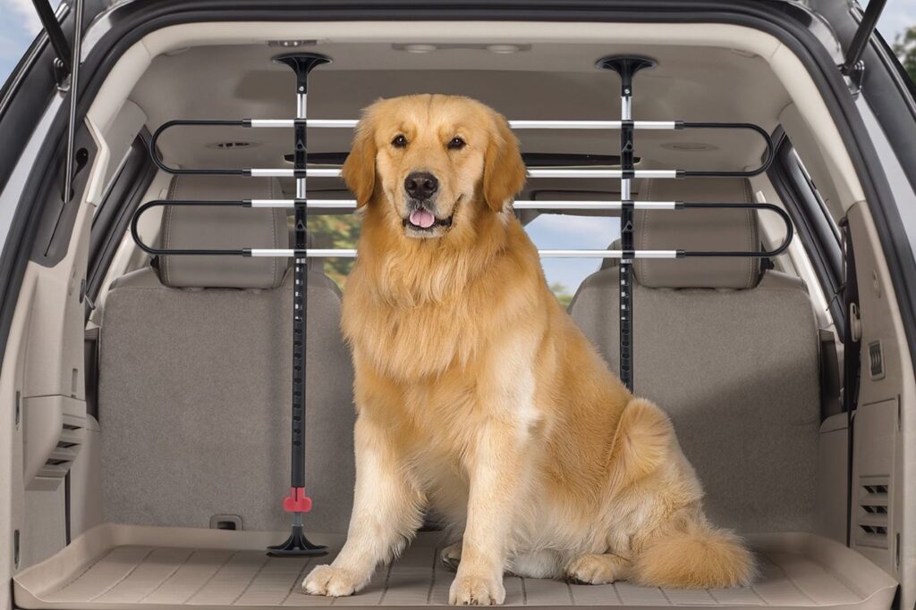 golden retriever inside a car trunk